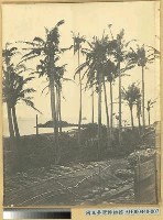 椰仔樹景藏品圖，第2張